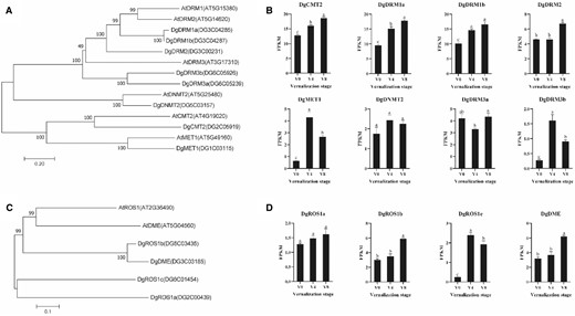 Phylogenetic analysis and expression of DNA methyltransferase genes and DNA demethylase genes in orchardgrass during vernalization. A, Phylogenetic analysis of DNA methyltransferase genes in orchardgrass and Arabidopsis. Bootstrap numbers shown at nodes are the percentage of 1,000 replicates. Scale bar indicates treescale, which represents the number of differences between sequences (0.20 means 20% differences between two sequences). B, Transcript levels of DNA methyltransferase genes at different vernalization stages. V0, no vernalization; V4, vernalized for 4 weeks; V8, vernalized for 8 weeks. C, Phylogenetic analysis of DNA demethylase genes in orchardgrass and Arabidopsis. Bootstrap numbers shown at nodes are the percentage of 1,000 replicates. The scale indicates treescale, which represents the number of differences between sequences (0.1 means 10% differences between two sequences). D, Transcript levels of DNA demethylase genes at different vernalization stages. V0, no vernalization; V4, vernalized for 4 weeks; V8, vernalized for 8 weeks. Significant differences in gene expression (Duncan’s multiple range test, P < 0.05) are denoted by different letters. Error bars indicate the standard error of three biological replicates.