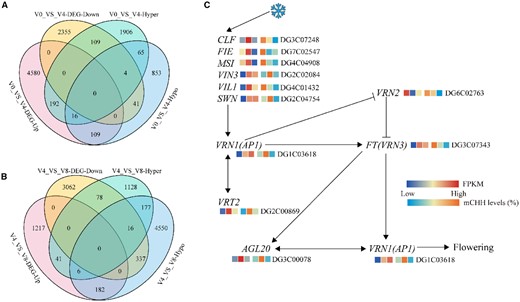 Venn diagrams of DMGs and DEGs. A, Venn diagram of DMGs and DEGs in V0_VS_V4. DEGs were determined using DESeq2 with FDRs < 0.05, estimated by the adjusted P-value. B, Venn diagram of DMGs and DEGs in V4_VS_V8. DEGs were determined using DESeq2 with FDR < 0.05, estimated by the adjusted P-value. C, The heat maps of mCHH levels and expression levels of vernalization pathway genes of orchardgrass during vernalization. The six grids, from left to right, indicate the gene transcript abundance at V0, V4, and V8, the mCHH levels on gene promoter region (2k bp) at V0, V4, and V8. V0, no vernalization; V4, vernalized for 4 weeks; V8, vernalized for 8 weeks.