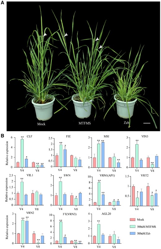 Effects of the DNA methylation accelerator MTFMS and inhibitor zebularine (Zeb) on the flowering time and expression of related genes in orchardgrass. A, Photographs of MTFMS- and Zeb-treated orchardgrass. Orchardgrass treated with ddH2O served as a control (Mock). White arrows point to spikes. Scale bar, 5 cm. B, Expression of vernalization pathway-related genes in Mock (red bar), 500 uM MTFMS- (green bar) and 500 uM Zeb-treated (blue bar) orchardgrass during vernalization. V4, vernalized for 4 weeks; V8, vernalized for 8 weeks. Error bars indicate the standard error of three biological replicates, asterisks indicate the corresponding gene significantly up- or downregulated compared with the mock (Wilcoxon test, *P<0.05; **P<0.01).
