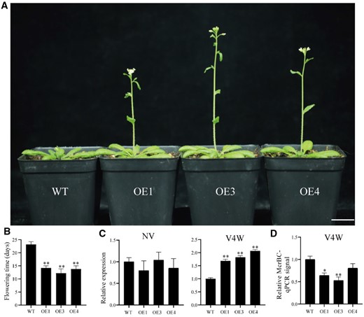 Phenotype of DgPAPS4 transgenic plants, and the expression levels of genes involved in the vernalization pathway. A, Morphological phenotypes of DgPAPS4 transgenic plants and Col-0 wild-type plants after 4 weeks vernalization treatment and then 21 d growth under long-day conditions. “WT” indicates the wild type (Col-0), and “OE” indicates the transgenic line. Scale bar, 2 cm. B, Flowering time of DgPAPS4 transgenic plants and Col-0 wild-type grown under long-day conditions after vernalization (Data are means ± SD, n = 10, Wilcoxon test, **P<0.01). C, Expression of AtAGL20 with different vernalization treatments in transgenic and wild-type plants; NV, non-vernalization; V4W, vernalization treatment for 4 weeks. Error bars indicate the standard error of three biological replicates (Wilcoxon test, **P<0.01). D, DNA methylation levels of promoter regions of AtAGL20. McrBC-qPCR analysis was performed in WT and transgenic plants after vernalization. Methylated DNA can be digested by McrBC, thus higher qPCR signals indicate lower methylation levels. Error bars indicate the standard error of three biological replicates (Wilcoxon test, *P<0.05; **P<0.01).