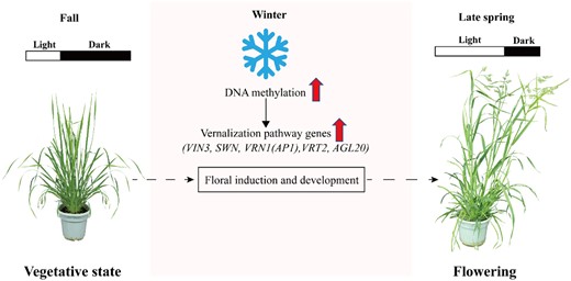 A proposed model of the interactions between DNA methylation and vernalization pathway genes during vernalization-induced floral development. The short days and low temperature of fall and winter induce increased DNA methylation, which upregulates genes involved in the vernalization pathway, including VIN3, SWN, VRN1(AP1), VRT2, and AGL20. This methylation increase also promoted the floral primordium initiation and development in orchardgrass. The longer days and warmer temperatures of spring further promoted the floral development and flowering of orchardgrass. The plant images were digitally extracted from the original images, which were taken with a camera.
