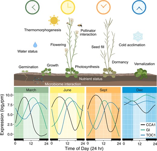 Seasonal clock variation and corresponding physiological influences. Variation in daily expression patterns of core clock genes (CCA1, GI, TOC1) across seasons and various physiological processes influenced by the plant circadian clock across a year. Gene expression patterns adapted from Nagano et al. (2019) from transcriptomic data for natural population of Arabidopsis halleri subsp. gemmifera in Hyogo, Japan (35.1°N, 134.9°E) on spring equinox (March; high 16°C, low 10°C), summer solstice (June; high 26°C, low 22°C), fall equinox (Sept; high 31°C, low 24°C), and winter solstice (Dec; high 10°C, low 3°C), in 2013. Graphics created with BioRender (https://biorender.com/).