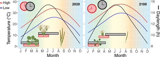 Potential thermomorphogenesis and clock misalignment with climate change. Model of current (2020) and future (2100) annual high and low temperature (°C) and daylength (h) patterns for New Orleans, LA, USA (30.0°N, 90.0°W). Bars represent the time period of clock signaling for flowering (top) and growth (bottom) based on daylength and temperature. High ambient temperatures can cause petiole elongation, hyponasty, early flowering, and reduced flower and seed number (Casal and Balasubramanian, 2019; Lippmann et al., 2019). As global temperatures rise, daylength patterns will remain unchanged; this may result in misalignment of clock signaling, premature flowering, and reduced fitness in plants adapted to current conditions. Temperature and daylength data from Weather Spark (https://weatherspark.com/); temperature data for 2100 modeled based on 4°C temperature rise with climate change (Tollefson, 2020); graphics created with BioRender (https://biorender.com/).