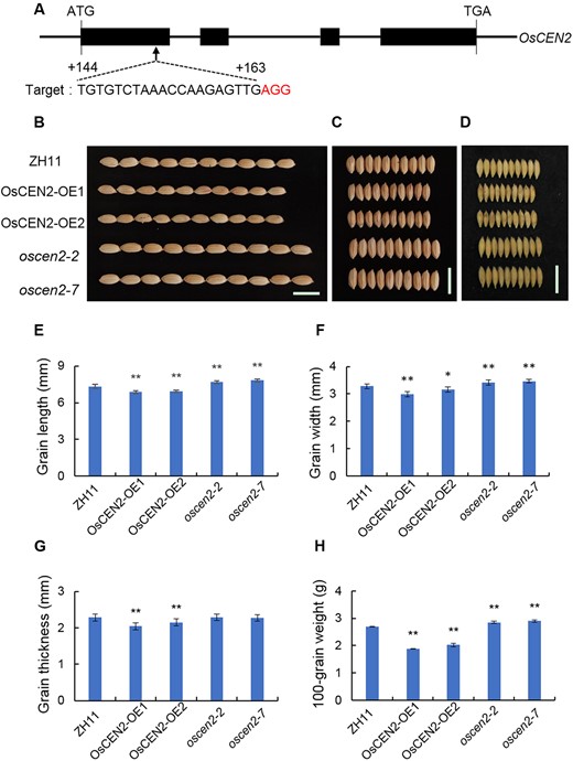 OsCEN2 negatively affects grain size and weight. A, Generation and identification of OsCEN2-Cas generated by CRISPR/Cas9 genome-editing approach. The gRNA-targeting site was indicated by arrow. The start codon (ATG) and stop codon (TGA) are indicated. Boxes indicate the coding sequences and lines between boxes indicate introns. The protospacer adjacent motifs (PAMs) were highlighted in red. B–D, Grain phenotype of ZH11, overexpression, and knockout lines. E–H, Grain length, width, thickness, and 100-grain weight of ZH11, overexpression and knockout plants were shown, respectively. Values are presented as means ± SD (n = 30 in E–G, n = 5 in H; *P < 0.05, **P < 0.01; Student’s t test). ZH11: wild-type Zhonghua 11; OsCEN2-OE1, OsCEN2-OE2: overexpression lines; oscen2-2, oscen2-7: knockout lines. Scale bars: 1 cm.