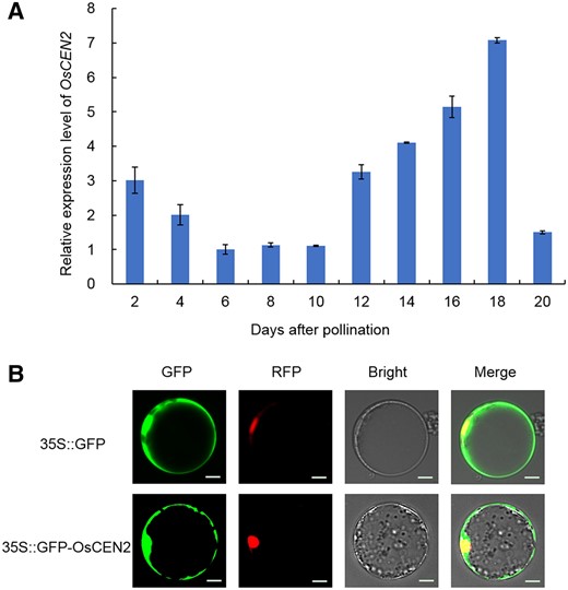 Expression pattern analysis of OsCEN2. A, Transcript expression levels of OsCEN2 in rice seeds on different days after pollination. Mean ± SD; n = 3 biological replicates. B, Subcellular localization of the GFP-OsCEN2 fusion protein in rice protoplasts. D53-mCherry was used as the nuclear marker. The free GFP was used as a control. Scale bars: 20 µm.