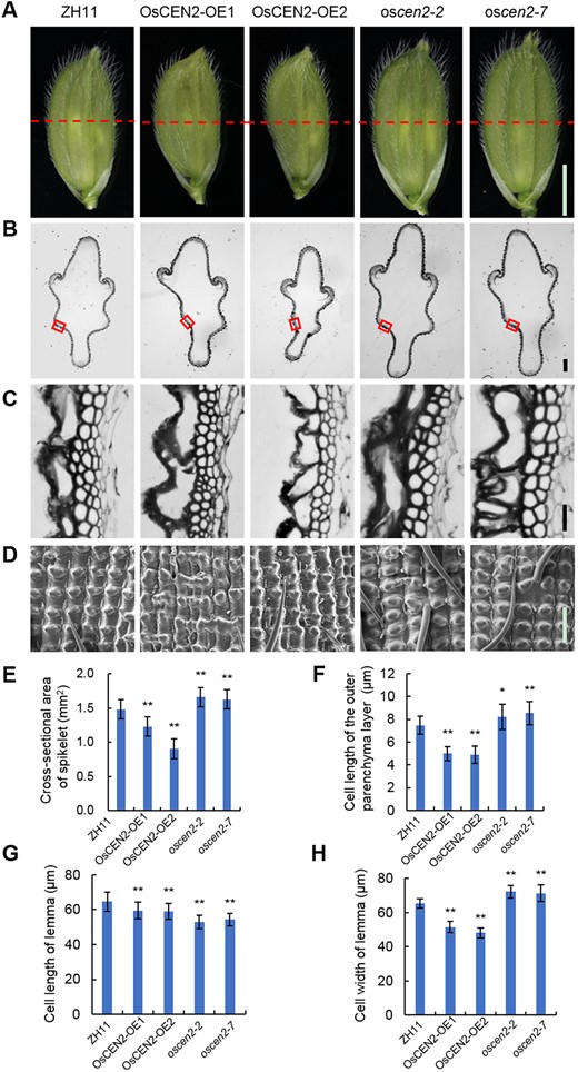 Histological analysis of spikelet hulls of the overexpression and knockout lines of OsCEN2. A, Stereoscopic microscopes photographs of young spikelet hulls of ZH11, overexpression, and knockout lines. The red dashed line indicates the cross-section position. Scale bar: 2 mm. B, Cross-sections of spikelet hulls of ZH11, overexpression, and knockout lines in (A) dashed line position. Scale bar: 200 μm. C, Magnified view of the cross-section area boxed in (B). Scale bar: 20 μm. D, Scanning electron photographs of the lemma of young spikelet hulls before flowering of ZH11, overexpression, and knockout lines. This image was enlarged and taken from the indicated part in (A). Scale bar: 100 μm. E and F, Cross-sectional areas of spikelet hulls and cell length of the outer parenchyma layer of the spikelet hulls of ZH11, overexpression, and knockout lines. Means ± SD; n = 3 in E and n = 30 biological replicates in (F). *P < 0.05, **P < 0.01; Student’s t test. G and H, Cell lengths and cell width of lemma of the spikelet hulls of ZH11, overexpression, and knockout lines along the longitudinal axis and horizontal axis, respectively. Means ± SD; n = 20 biological replicates. **P < 0.01; Student’s t test. ZH11: wild-type Zhonghua11; OsCEN2-OE1, OsCEN2-OE2: overexpression lines; oscen2-2, oscen2-7: knockout lines.