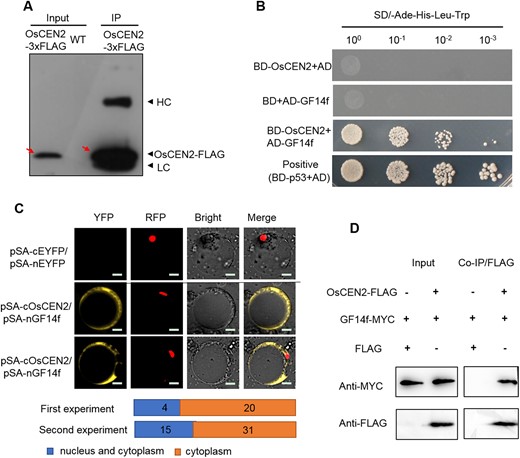 OsCEN2 interacts with GF14f. A, Co-IP assay of the OsCEN2-3×FLAG. Anti-FLAG antibody was used to detect the input and output protein. HC, heavy chain of antibody; LC, light chain of antibody. OsCEN2-3×FLAG protein was pointed out with a red arrow. B, Yeast two-hybrid analysis of OsCEN2 and GF14f. pGBKT7-p53 was used as the positive control. Yeasts of different dilutions were cultured on the selected plate. AD: pGADT7; BD: pGBKT7; SD: Synthetic Dropout Medium. C, BiFC analysis of the OsCEN2 and GF14f interaction. The YFP fluorescence signals from protoplast were colored as yellow. 35S::D53-mCherry was used as the nuclear marker. Quantification of subcellular localization of the BiFC signal arose from interactions of OsCEN2–GF14f. Scale bars, 20 μm. D, Co-IP assay of the OsCEN2 and GF14f interaction. Anti-MYC and Anti-FLAG antibody were used to detect the output protein.