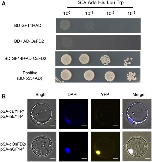 OsFD2 interacts with GF14f. A, Yeast two-hybrid analysis of OsFD2 and GF14f. pGBKT7-p53 was used as the positive control. Yeasts of different dilutions were grown on SD medium lacking Trp, Leu, His, and Ade. AD: pGADT7; BD: pGBKT7; SD: Synthetic Dropout Medium. B, BiFC analysis of the OsFD2 and GF14f interaction. The YFP fluorescence signals and DAPI signals from protoplast were colored as yellow and blue, respectively. Scale bars: 20 μm.