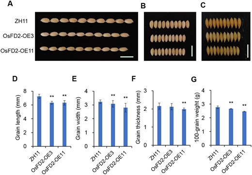 Effects of OsFD2 on grain size and weight. A–C, Comparisons of grain size between ZH11 and overexpression lines in length (A), width (B), and thickness (C). Scale bars: 1 cm. D–G, Grain length, width, thickness, and 100-grain weight of ZH11 and overexpression lines. All data represent means ± SD (n = 30 in E–G, n = 5 biological replicates in H). (**P < 0.01; Student’s t test). ZH11: wild-type Zhonghua11; OsFD2-OE3, OsFD2-OE11: overexpression lines.