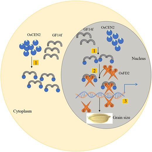 A proposed working model for OsCEN2-GF14f-OsFD2 module in regulating rice grain size. First, OsCEN2 physically interacts with GF14f in cytoplasm and nucleus. Second, OsFD2 interacts with OsCEN2-GF14f to form the FRCs in nucleus. Third, The FRC and OsFD2 bind to the promoters of the downstream target genes related to grain size, regulating the expression of target genes and affecting grain size.