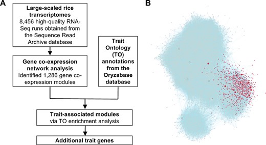 A pipeline for the identification of trait-associated gene modules in rice. A, An overview of the analysis workflow. B, An example showing that trait genes associated with stem strength are enriched in module M6. Shown here is the rice GGM gene co-expression network. Only genes from the top 15 largest modules are shown due to space limitation. Nodes represent genes, and connections between genes indicate that they are co-expressed. Nodes shown in red are the genes from module M6, while nodes of larger size are the genes possessing the TO annotation term stem strength. Compared to all background genes used for network construction, stem strength genes are enriched by 19.7-fold within module M6 (enrichment ratio, ER = 19.7).