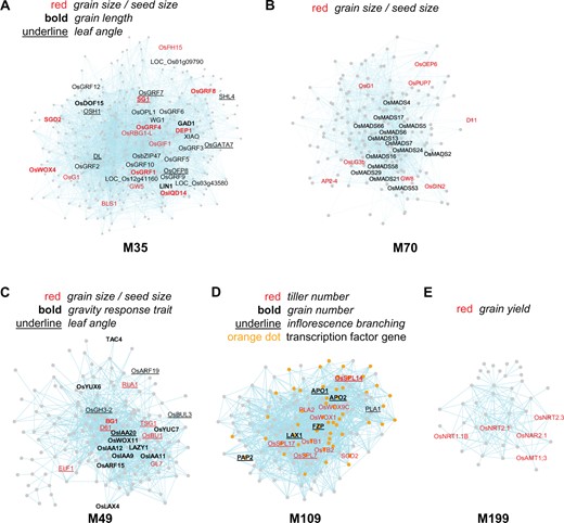 Gene modules associated with yield. A–C, Three modules, M35, 70, and 49, associated with grain size/seed size. Grain size/seed size genes are enriched 9.7-, 11.2-, and 10.5-fold in M35, M70, and M49, respectively. M35 is also associated with grain length (ER = 10.5) and leaf angle (ER = 9.2), and M49 with gravity response trait (ER = 58.0) and leaf angle (ER = 25.6). D, Module M109 associated with tiller number (ER = 13.3), grain number (ER = 23.8), and inflorescence branching (ER = 52.1). E, Module M199 associated with grain yield (ER = 24.3). Nodes represent genes, and connections between genes indicate that they are co-expressed. Gene names are shown for selected genes only due to space limitation. The genes possessing specific TO annotation(s) or belonging to a specific gene category are indicated by colored, bold, or underlined text, or colored dots. The same explanation applies to Figures 3 and 4.