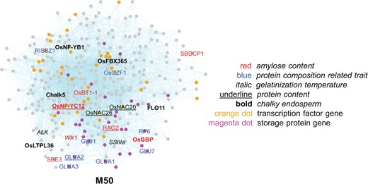 A gene module associated with rice grain quality. Module M50 is associated with multiple aspects of rice grain quality: amylose content (ER = 37.1), gelatinization temperature (ER = 47.7), protein content (ER = 29.3), protein composition-related trait (ER = 52.4), and chalky endosperm (ER = 31.2). For the explanation of terms and colors refer to Figure 2.