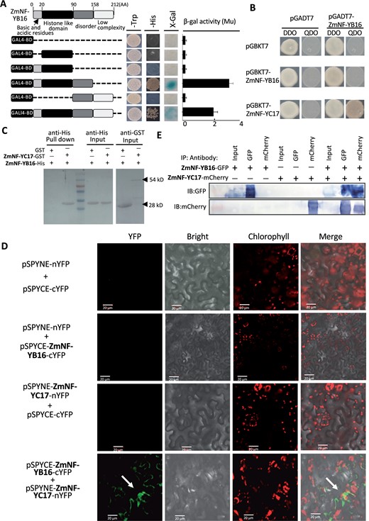 ZmNF-YB16 interact with ZmNF-YC17 in vitro and in vivo. A, Transcriptional activation analysis of ZmNF-YB16. Numbers at the top indicate the position of AAs. The N-terminal 21–90 AA represents the histone-like domain. Different lengths of proteins were cloned and fused to the GAL4 DNA binding (BD) vector. Transformants were screened on SD/-Leu and SD/-His, and β-galactosidase (β-gal) activities were validated by X-Gal staining and quantified by the ONPG assay. B, Growth of yeast cells harboring ZmNF-YB16 and ZmNF-YC17 fused to the GAL4 BD domain (pGBKT7-BD) and GAL4 activity domain (pGADT7-AD). SD/-Leu/-Trp (DDO) is the nonselective medium, and SD/-Leu/-Trp/-Ade/-His (QDO) is the selective medium. C, In vitro pull-down assay of ZmNF-YC17-GST protein and ZmNF-YB16-His protein. The fractions pulled down were detected with an His antibody. D, Verification of the in vivo interaction between ZmNF-YB16 and ZmNF-YC17 by the BiFC system in N. benthamiana. Expression of ZmNF-YB16-cYFP and ZmNF-YC17-nYFP was observed in leaves. The YFP fluorescence signal was detected in the group co-transformed of ZmNF-YB16-cYFP and ZmNF-YC17-nYFP (lower row), but not in the control groups (Rows 1–3). bar = 20 µm. E, Co-IP assay to test the direct interaction between ZmNF-YB16 and ZmNF-YC17. IP: antibody, antibody used for immunoprecipitation, IB: antibody, antibody used for western blot.