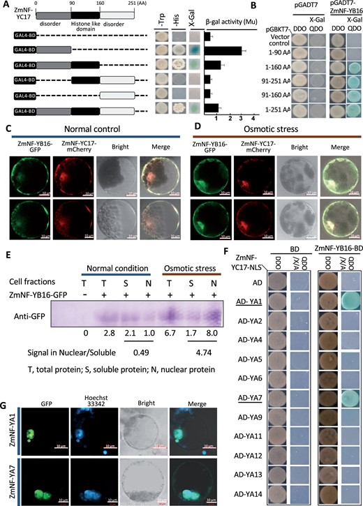 ZmNF-YB16/ZmNF-YC17/ZmNF-YA1/7 form heterotrimers in maize. A, Transcriptional activation analysis of ZmNF-YC17. Numbers at the top indicate the position of AAs. The N-terminal 91–160 AA represents the histone-like domain region. The different lengths of proteins were cloned and fused to the GAL4 BD vector. Transformants screen, β-gal activities, X-Gal staining, and ONPG quantification were performed as that in Figure 1A. B, Growth of yeast cells harboring various truncated forms of ZmNF-YC17 fused to the GAL4 BD vector. ZmNF-YB16 was fused to the GAL4 AD vector. Transformants screen, X-Gal staining were performed as that in Figure 1B. C, Subcellular localization analysis of ZmNF-YB16 and ZmNF-YC17 under normal condition. bar = 10 µm. D, Subcellular colocalization analysis of ZmNF-YB16 and ZmNF-YC17 under osmotic stress conditions. ZmNF-YB16 was fused to the pUC18-P35S-GFP vector, and ZmNF-YC17 was fused to the pUC18-P35S-mCherrry vector. bar = 10 µm. E, Confirmation of subcellular location changes by cytosol and nuclear fraction and western-blot. Relative expression levels were quantified using Image J. F, Yeast three-hybrid assay to identify candidate trimers containing ZmNF-YB16 and ZmNF-YC17. The growth of yeast cells harboring NF-YA family proteins fused to the GAL4 AD, ZmNF-YB16 fused to the GAL4 BD, and ZmNF-YC17 fused to a NLS on selective medium. Transformants screen, X-Gal staining were performed as that in Figure 1B. G, Subcellular localization of ZmNF-YA1 and ZmNF-YA7 under normal conditions. ZmNF-YA1 and ZmNF-YA7 were fused to the pUC18-P35S-GFP vector, respectively. bar = 10 µm.