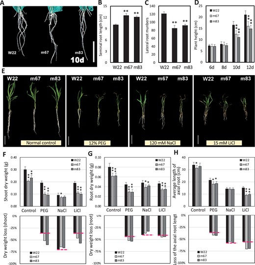 Loss of function of ZmNF-YA1 suppresses plant growth and root development in maize. A, Root phenotypes of W22 and zmnf-ya1 mutant plants hydroponically cultured for 10 d. B and C, Total axial root length and lateral root numbers of W22 and zmnf-ya1 mutant plants hydroponically cultured for 10 d. D, Plant height of WT and mutant plants hydroponically cultured for 5, 8, 10, and 12 d. E, Eleven-day-old hydroponically cultured maize plants under normal conditions (Normal Control) and treated with 12% PEG6000, 120 mM NaCl, or 15 mM LiCl for 10 d. F–H, Shoot dry weight, root dry weight and axial root length of WT and ZmNF-YA1 mutants under different conditions and the loss led by stresses. The images of panel A and E were digitally extracted for comparison. All values are means ± SD of three independent experiments (each with five seedlings per line). bar = 5 cm. The asterisks indicate a significant difference at *0.01 < P ≤ 0.05, **P ≤ 0.01 by a t test.