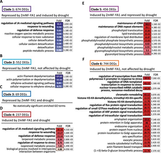 Transcriptome analysis of the zmnf-ya1 mutant and WT under normal and drought stress. A–C, Significantly enriched GO terms of the Clades 1–3 DEGs repressed by ZmNF-YA1 identified in Supplemental Figure S10D. DEGs in Clades 1–3 were upregulated DEGs in the zmnf-ya1 mutant (i.e. repressed by ZmNF-YA1) and they could be further grouped into Clades 1–3 based on their response to drought stress. D–F, Significantly enriched GO terms of the Clades 4–6 DEGs induced by ZmNF-YA1 identified in Supplemental Figure S10E. DEGs in Clades 4–6 were downregulated DEGs in the zmnf-ya1 mutant (i.e. induced by ZmNF-YA1) and they could be further grouped into Clades 4–6 based on their response to drought stress. Values indicate the fold enriched and the FDR values for the corresponding GO terms. The color intensity indicates the enrichment degree. All the GO enrichment analysis results of the six clades DEGs identified in Supplemental Figures S10D and S10E were list in Supplemental Table S4.