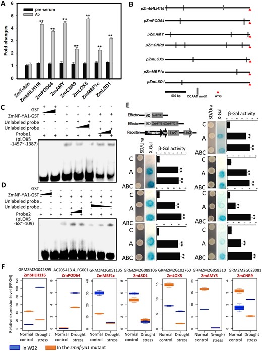 Validation of candidate downstream genes. A Chip-qPCR analysis of the seven candidate downstream genes. B, Distribution of the CCAAT motif on the promoters of candidate downstream genes. C, EMSA showing that ZmNF-YA1 binds to the CCAAT motif at −1,457∼−1,387 bp of the ZmLOX5 promoter. D, EMSA showing that ZmNF-YA1 binds to the CCAAT motif at −68∼−109 bp of the ZmLOX5 promoter. E, Yeast one-hybrid analysis of seven candidate downstream genes. C, Control; A, co-transformed with ZmNF-YA1; ABC, co-transformed with ZmNF-YA1, ZmNF-YB16 and ZmNF-YC17. F, Relative expression level boxplot of the seven candidate downstream genes. The blue boxes indicate the expression levels in W22 and the orange boxes indicate the value from the zmnf-ya1. In each box, different lines represent the minimum, maximum, median, first quartile, and three quartiles of the dataset.