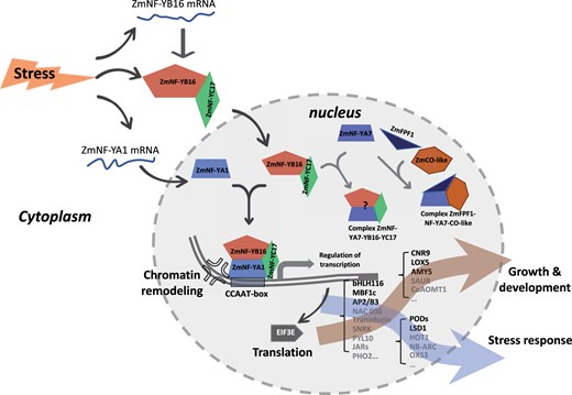 Proposed models of the possible roles of the ZmNF-Y complex in maize development and the stress response. ZmNF-YB16 interacts with ZmNF-YC17 in the cytoplasm forming a dimer, and upon exposure to abiotic stress, the dimer enters the nucleus and binds to ZmNF-YA1 or ZmNF-YA7, forming the ZmNF-YA1-YB16-YC17 or ZmNF-YA7-YB16-YC17 heterotrimer. The expression of ZmNF-YB16 and ZmNF-YA1 is induced by stress treatment, whereas ZmNF-YC17 expression is not. OE of ZmNF-YA1 and ZmNF-YB16 significantly improves abiotic stress tolerance and modifies plant growth and development. The downstream targets of the ZmNF-YA1-YB16-YC17 and other ZmNF-YA1-related transcriptional regulation complexes contribute to changed abiotic stress tolerance and plant growth and development in maize. These processes include but are not limited to transcriptional regulation of the ZmNF-YA1 complex through both the CCAAT-box and chromatin remodeling. The target genes coding for TFs, stress response genes, growth and development regulation and translation regulation genes are changed and further contribute to the stress tolerance and growth regulation in maize. Some of these were selected and confirmed as direct targets of the ZmNF-YA1 complex such as ZmbHLH116, ZmPOD64, ZmAMY, ZmLOX5, ZmCNR9, ZmMBF1c, and ZmLSD1. ZmNF-YA7 is suggested to interact with other members and play important roles in flowering regulation and stress response.