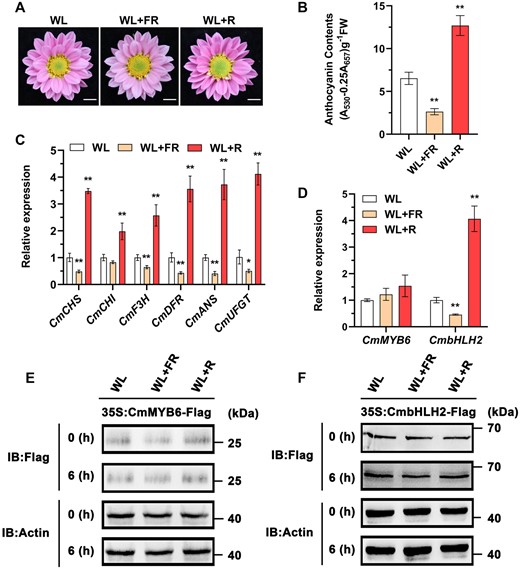 Low R/FR light ratio inhibits and high R/FR light ratio promotes anthocyanin biosynthesis by regulating multiple anthocyanin-associated structural genes. A, Phenotypes of flower color in plants treated under WL, low R/FR light ratio (WL+FR), and high R/FR light ratio (WL+R). Scale bars, 1 cm. B, Anthocyanin content in the ray flower petals. Error bars indicate the sd of three biological replicates. Significant differences are indicated with asterisks (**P < 0.01, ANOVA, Tukey’s correction). C and D, Relative expression of CmCHS, CmCHI, CmF3H, CmDFR, CmANS, CmUFGT, CmMYB6, and CmbHLH2 in the ray flower petals of plants treated under different light conditions for 6 h. Error bars indicate the sd of three biological replicates. Significant differences are indicated with asterisks (*P < 0.05, **P < 0.01, ANOVA, Tukey’s correction). CmEF1α and CmActin were used as the internal control. E and F, Protein abundance of CmMYB6 and CmbHLH2 in the ray flower petals of flowers transiently overexpressing CmMYB6 and CmbHLH2 with pSAK277-CmMYB6 (35S:CmMYB6-Flag) and pSAK277-CmbHLH2 (35S:CmbHLH2-Flag), respectively, as determined using an anti-Flag antibody. Actin in total protein extracts was used as the loading control. IB, immunoblot.
