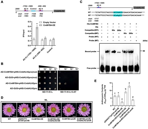 Low R/FR light ratio induces CmMYB4 to suppress CmbHLH2 and negatively regulates anthocyanin biosynthesis. A, ChIP-PCR of the enrichment of DNA fragments AC-II (−1702 to −1695 bp) and AC-II (−859 to −852 bp) in the CmbHLH2 promoter. The fragment (−1328 to −1193 bp) was used as a control. Error bars indicate the sd of three biological replicates. Significant differences are indicated with asterisks (**P < 0.01, ANOVA, Tukey’s correction). B, Interaction of CmMYB4 with the CmbHLH2 promoter and its mutant CmbHLH2pro(mut) in yeast cells. pGADT7-GUS was used as the negative control. SD/-T/-H/-L indicates Trp, His, and Leu synthetic dropout medium. 80 mM 3-AT was used. C, Interaction of CmMYB4 with labeled DNA probes for the AC-II element of the CmbHLH2 promoter in EMSA. His protein was used as the negative control. Increasing amounts (50× and 200×) of the unlabeled wild-type probes or the unlabeled mutant probes were added as cold competitors. “WT” indicates wild-type DNA probes and “MT” indicates mutated probes. “+” indicates presence and “−” indicates absence. D, Phenotypes of flower color in plants transiently overexpressing or suppressing genes denoted in the figure. Scale bars, 1 cm. E, Anthocyanin content in the ray flower petals. Error bars indicate the sd of three biological replicates. Samples denoted by different letters are significantly different (P < 0.01, ANOVA, Tukey’s correction).