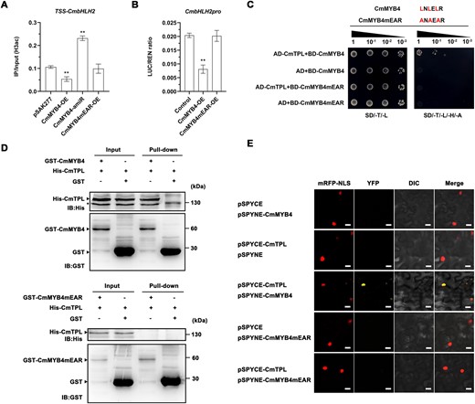 CmMYB4 interacts with CmTPL to impair CmbHLH2 histone H3 acetylation. A, ChIP qPCR analysis of histone H3 acetylation level in the TSS of CmbHLH2 in the ray flower petals of transgenic flowers. pSAK277 empty vector was used as a control. Error bars indicate the sd of three biological replicates. Significant differences are indicated with asterisks (**P < 0.01, ANOVA, Tukey’s correction). B, The ratio of LUC to Renilla (REN) activity. Error bars indicate the sd of six biological replicates. Significant differences are indicated with asterisks (**P < 0.01, ANOVA, Tukey’s correction). C, Interaction between CmMYB4 or CmMYB4mEAR and CmTPL in yeast cells. SD/-T/-L indicates Trp and Leu synthetic dropout medium; SD/-T/-L/-H/-A indicates Trp, Leu, His, and Ade synthetic dropout medium. CmMYB4mEAR: mutated CmMYB4 in which the core Leu residues of the EAR motif were substituted to Ala residues. D, Interaction between CmMYB4 or CmMYB4mEAR and CmTPL in an in vitro pull-down assay. In vitro-translated GST protein was used as the negative control. “Input” indicates protein mixtures before the experiments and “Pull-down” indicates purified protein mixture. “+” indicates presence and “−” indicates absence. IB, immunoblot. Asterisks indicate nonspecific binds. E, Interaction between CmMYB4 or CmMYB4mEAR and CmTPL in BiFC assay. pSPYCE and pSPYNE empty vectors were used as the negative controls. mRFP-NLS, nuclear marker co-expressing the 35S:D53-RFP construct; YFP, images obtained in the yellow fluorescence channel; DIC, images obtained in bright light; and Merged, overlay plots. Scale bars, 20 μm.