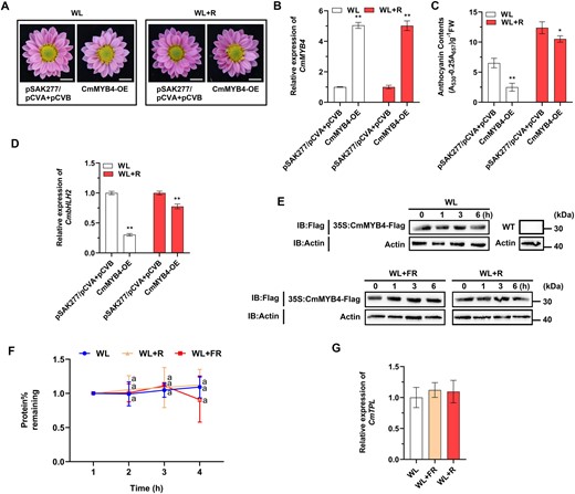 CmMYB4 plays a minor role in the accumulation of anthocyanin under the high R/FR light ratio. A, Phenotypes of flower color in the transiently transformed flowers treated under different light conditions. Scale bars, 1 cm. R, red light. B, Comparisons of CmMYB4 expression levels in the ray flower petals when plants were under different light treatments. C, Anthocyanin content in the ray flower petals of transiently transformed flowers treated under different light conditions. Error bars indicate the sd of three biological replicates, significant differences are indicated with asterisks (*P < 0.05, **P < 0.01, ANOVA, Tukey’s correction) for B and C. D, Relative expression of CmbHLH2 in the ray flower petals of transiently transformed flowers treated under different light conditions. Error bars indicate the sd of three biological replicates. Significant differences are indicated with asterisks (**P < 0.01, ANOVA, Tukey’s correction). CmEF1α and CmActin were used as the internal control. E, Protein abundance of CmMYB4 in the leaves of “Nannong Fencui” cultivar cutting seedlings transiently overexpressing CmMYB4 with pSAK277-CmMYB4 (35S:CmMYB4-Flag) at different time points treated under different light conditions, as determined using an anti-Flag antibody. Actin in total protein extracts was used as the loading control. CmMYB4-Flag proteins in the leaves of wild-type cutting seedlings from a separate immunoblot were used as a negative control. IB, immunoblot. F, Quantification of CmMYB4-Flag protein levels using Image J software. The protein stability assay in E was performed three times and the protein quantities relative to the levels at initial time 0 were counted and used to calculate the sd. Samples denoted by the same letter are not significantly different (P < 0.05, ANOVA, Tukey’s correction). G, Relative expression of CmTPL in the ray flower petals of wild-type flowers in response to different light conditions for 6 h. Error bars indicate the sd of three biological replicates. CmEF1α and CmActin were used as the internal control.