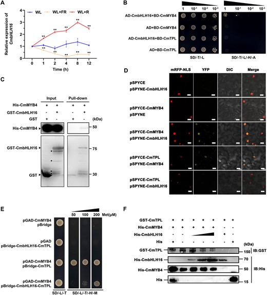CmbHLH16 interacts with CmMYB4 to destabilize the CmMYB4–CmTPL protein complex. A, Relative expression of CmbHLH16 in the ray flower petals of wild-type plants treated under different light conditions. Error bars indicate the sd of three biological replicates. Significant differences are indicated with asterisks (**P < 0.01, ANOVA, Tukey’s correction). CmEF1α and CmActin were used as the internal control. B, Interaction between CmMYB4 or CmTPL and CmbHLH16 in yeast cells. SD/-T/-L indicates Trp and Leu synthetic dropout medium. SD/-T/-L/-H/-A indicates Trp, Leu, His, and Ade synthetic dropout medium. C, Interaction between CmMYB4 and CmbHLH16 in an in vitro pull-down assay. Asterisks indicate nonspecific binds. D, Interaction between CmMYB4 and CmbHLH16 in a BiFC assay in N. benthamiana leaves. Scale bars, 20 μm. E, CmbHLH16 competes with CmTPL for binding to CmMYB4 in yeast cells. Met, Methionine. F, Competitive binding assays of CmTPL and CmbHLH16 to CmMYB4. The gradient indicates the increasing amount of His-CmbHLH16 added in the reaction system.