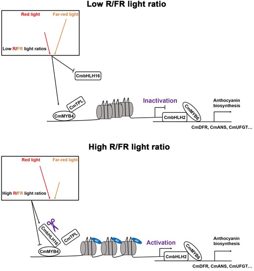A model of CmbHLH16 fine-tuning anthocyanin biosynthesis in response to different R/FR light ratios in Chrysanthemum. Under the low R/FR light ratio environment, CmbHLH16 expression is suppressed and anthocyanin repressor CmMYB4 is substantially upregulated, which facilitates the formation of the anthocyanin suppression complex CmMYB4–CmTPL. This complex directly binds to and deacetylates histone H3 in the promoter of the positive anthocyanin regulator CmbHLH2, leading to the downregulation of CmbHLH2. Hence, less anthocyanin is accumulated in the petals. Under the high R/FR light ratio environment, CmbHLH16 expression is elevated, the accumulation of CmbHLH16 leads to the direct competition with CmTPL for binding CmMYB4, therefore, destabilizing the CmMYB4–CmTPL repression complex and releasing the suppression of CmbHLH2, resulting in higher anthocyanin accumulation in the ray flower petals.