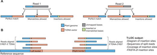Schematic describing split read alignment for identification of T-DNA insertion sites. A, Schematic describing “soft-clipped” read alignment for identification of split reads that can be used to find T-DNA insertion sites. A split read describes a scenario where one portion of the read aligns to one genomic locus and the rest of the read aligns to a different genomic position. In this schematic, the second locus in the split read aligns to a T-DNA vector. T-LOC looks for three cases of split reads: (1) Perfect match between the plant reference genome and T-DNA vector; (2) Mismatched bases allowed in the reference and/or T-DNA vector; (3) Inserted bases allowed between the reference and T-DNA vector. B, Schematic showing split reads aligned to a T-DNA insertion site, as well as a list of outputs from T-LOC. REF, reference genome sequence; TDNA, T-DNA vector sequence. Adapted from Li et al. (2022).