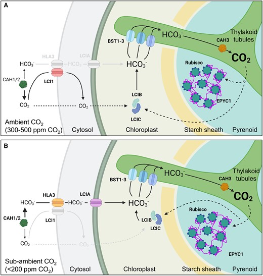 Overview of inorganic carbon uptake in the Chlamydomonas CCM. A, At ambient levels of CO2 (300–500 ppm, 0.03–0.05%, 10–18 µM CO2), extracellular inorganic carbon (Ci, i.e. CO2 and hydrated Ci, such as HCO3−) uptake is thought to be driven by drawdown of CO2 into the chloroplast through rapid conversion of CO2 to bicarbonate (HCO3−) by LCIB, which is dispersed throughout the stroma in a complex with LCIC. HCO3− is then transported into the lumen of thylakoid tubules traversing the pyrenoid by bestrophin-like channels (BST1-3) on the pyrenoid periphery. Carbonic anhydrase 3 (CAH3) located in the lumen within the pyrenoid converts HCO3− to CO2, which diffuses into the surrounding Rubisco-EPYC1 matrix. CO2 not assimilated by Rubisco is converted back to HCO3− by LCIB. Periplasmic carbonic anhydrases 1 and 2 (CAH1/2) and the plasma membrane CO2 channel low CO2-inducible protein 1 (LCI1) assist with inward CO2 diffusion (Fujiwara et al., 1990). Font sizes for CO2 and HCO3− represent their relative concentration. B, At sub-ambient CO2 levels (<200 ppm, <0.03%, <7 µM CO2), the CCM transitions to an active HCO3− uptake system that relies on the HCO3− channels HLA3 protein and LCIA at the plasma membrane and chloroplast envelope, respectively. The LCIB/C complex relocalizes the pyrenoid periphery, and may interact with BST1-3 to rapidly recapture leaked CO2 as HCO3− for re-uptake into the thylakoid lumen.