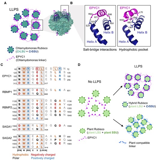 Rubisco condensation occurs through interactions between the Rubisco small subunit and the RBM. A, LLPS of Chlamydomonas Rubisco through multivalent interactions between the Rubisco small subunit (SSU) and the linker protein EPYC1. The model structure of EPYC1(49–72)-bound Rubisco was from Protein Data Bank entry 7JFO (figure made in ChimeraX). B, The Rubisco-binding motifs (RBMs) of EPYC1 and the two α-helices of the CrSSU interact through key residues that facilitate salt-bridge interactions (left) and the formation of a hydrophobic pocket (right). C, The sequence diversity of RBMs within and between pyrenoid-localized proteins from Chlamydomonas. For RBMs from EPYC1 (top), the squared and circled amino acid residues form salt-bridge interactions and the hydrophobic pocket, respectively (as shown in B). The core motif is boxed, and residues that putatively interact with CrSSU are bold and colored according to chemical properties. Shaded background indicates the level of conservation where darker shading indicates that the residue is more highly conserved. Numbers indicate the location of the motifs in the mature peptide. D, Strategies to achieve LLPS of plant Rubisco include the modification of plant Rubisco SSUs to generate a hybrid plant Rubisco compatible with EPYC1 (top right), or the generation of a linker protein with synthetic RBMs compatible with plant Rubisco SSUs (bottom right).