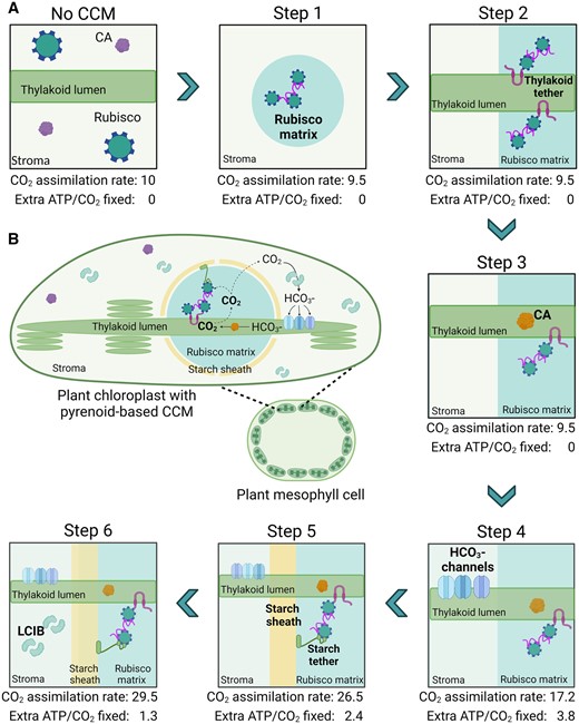 Pathway for engineering a pyrenoid-based CCM into C3 plant chloroplasts. A, A six-step strategy is shown for incorporating a minimal CCM into a C3 plant as based on the model proposed by Fei et al. (2022). For each step, the predicted leaf CO2 assimilation rate values are based on normalized CO2 fixation flux estimates, using an arbitrary starting value of 10 µmol CO2 m−2 s−1 for a wild-type C3 plant, and energy cost (i.e. additional ATP per CO2 fixed beyond that typically used in the CBB cycle). New additions in each subsequent step are highlighted in bold. A functional minimal CCM (i.e. step 6) is predicted to increase CO2 assimilation rates by three-fold with an energetic cost of 1.3 ATP per CO2 fixed. These values assume that native plant CA is excluded from the Rubisco matrix from step 1 and that CO2 assimilation rates are not limited by RuBP regeneration or triose phosphate utilization limitations. B, Schematic of a reconstituted minimal pyrenoid-based CCM in a C3 plant mesophyll cell chloroplast. Elements shown include Rubisco, native CA, LCIB, EPYC1, lumenal CA (e.g. CAH3) and starch or thylakoid tethers.