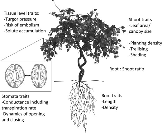 Overview of traits contributing to drought tolerance in grapevine and other land plants.