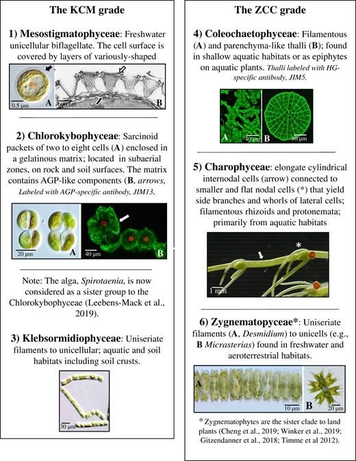 Overview of the charophyte grades in current classification. LM, light microscopy; HG, homogalacturonan; JIM5: John Innes monoclonal antibody 5-specific for HG.