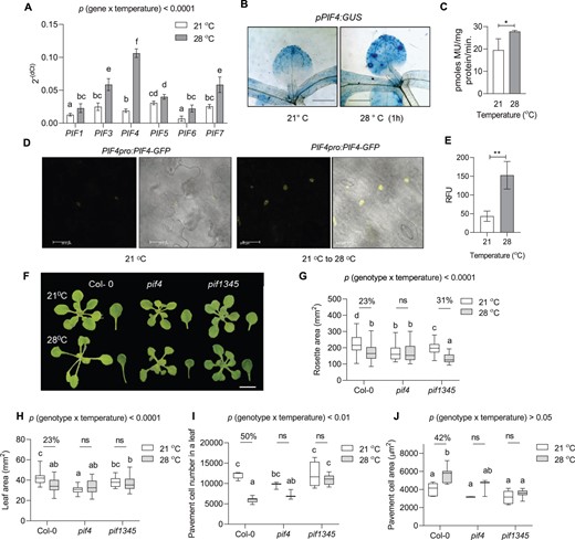 High temperature-mediated suppression of cell number in the leaves involves PIF4. A, Expression level of PIFs relative to an endogenous control, ACTIN2, in young proliferating leaves of Col-0 at 21°C and 1 h of 28°C temperature treatment plotted as 2−(dCt). Values represent mean ± se (n = 7–9), P < 0.0001 (temperature), P < 0.0001 (gene). B, GUS staining in the leaves of PIF4:GUS reporter lines at 21°C and 28°C, Scale = 1 cm. C, Quantification of the GUS staining in PIF4:GUS reporter lines. Values represent mean ± se (n = 3). Star indicate Student’s t test *P-value < 0.05. D, Translation fusion reporter line pPIF4:PIF4-GFP showing protein localization in epidermal cells of 7-day-old seedling at 21°C and 21°C–28°C shift for 4 h. Scale = 20 µm. E, Quantification of the fluorescence in the epidermal cells of the translation fusion reporter line pPIF4:PIF4-GFP. Values represent mean ± se (n = 4). Stars indicate Student’s t test **P< 0.001. F, Rosette and leaf pictures of different genotypes grown at 21°C or 28°C at 20 DAS. The images were digitally extracted for size comparison. Scale = 1 cm. G, Quantification of rosette area (n = 87–100), P < 0.0001 (temperature), P < 0.0001 (genotype). H, Quantification of leaf four area (n = 30–38), P < 0.0001 (temperature), P < 0.05 (genotype). I, Average pavement cell number in the abaxial side of leaf four (n = 7–8 leaves), P < 0.001 (temperature), P < 0.0001 (genotype). J, Average pavement cell area in the abaxial side of leaf four (n = 7–8 leaves), P < 0.0001 (temperature), P< 0.001 (genotype). Box plot extends from 25th to 75th percentiles, where the center line represents the median and whiskers minimum and maximum values. The letters in (A) and (G–J) indicate significant differences based on two-way ANOVA and Tukey’s test (P < 0.05). Percent change between 21°C and 28°C is indicated above the graphs. The P-value for the interaction (genotype × temperature) is shown at the top of each plot. ns, not significant.