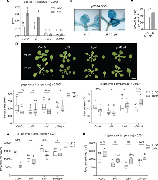 PIF4 and TCP4 function together to regulate high temperature-induced cell number suppression. A, Expression level of TCPs relative to an endogenous control, ACTIN2, at 21°C and 1 h of 28°C temperature treatment in young proliferating leaves of Col-0 plotted as 2−(dCt). Values represent mean ± se (n = 6–8). B and C, GUS staining (scale = 1 cm, B) and its quantification (C) in leaves of TCP4:GUS reporter lines at 21°C or 28°C. Values represent mean ± se (n = 4). Stars indicate Student’s t test *P < 0.05. D, Rosette and leaf pictures of different genotypes grown at 21°C or 28°C at 20 DAS. The images were digitally extracted for size comparison. Scale = 1 cm. E, Quantification of rosette area in PIF4- and TCP4-related mutants grown at 21°C or 28°C (n = 45–55), P < 0.0001 (temperature), P < 0.001 (genotype). F, Quantification of leaf four area (n = 25), P < 0.001 (temperature), P < 0.05 (genotype). G, Average pavement cell number in the abaxial side of leaf four (n = 4–5 leaves), P < 0.0001 (temperature), P < 0.0001 (genotype). H, Average pavement cell area in the abaxial side of leaf four (n = 4–5 leaves), P < 0.001 (temperature), P < 0.001 (genotype). Box plot extends from 25th to 75th percentiles, where the center line represents the median and whiskers minimum and maximum values. The letters in (A) and (E–H) indicate significant differences based on two-way ANOVA and Tukey’s test (P < 0.05). Percent change between 21°C and 28°C is indicated above the graphs. The P-value for the interaction (genotype × temperature) is shown at the top of each plot. ns, not significant.