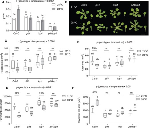 KRP1 functions downstream of PIF4 to regulate cell number in leaves under high temperature. A, Expression level of KRP1 relative to an endogenous control, ACTIN2, in young proliferating leaves at 21°C and 1 h of 28°C temperature treatment in different genotypes plotted as 2− (dCt). Values represent mean ± se (n = 6), P < 0.0001 (temperature), P < 0.0001 (gene). B, Representative rosette and leaf four images of 21°C and 28°C grown plants of Col-0, pif4, krp1, and pif4krp1 at 20 DAS. The images were digitally extracted for size comparison. Scale = 1 cm. C, Quantification of rosette area in PIF4- and KRP1-related mutants grown at 21°C or 28°C (n = 51–53), P < 0.0001 (temperature), P < 0.05 (genotype). D, Quantification of leaf four area at 20 DAS (n = 19–22), P < 0.0001 (temperature), P < 0.05 (genotype). E, Average pavement cell number in the abaxial side of leaf four (n = 5 leaves), P < 0.0001 (temperature), P < 0.0001 (genotype). F, Average pavement cell area in the abaxial side of leaf four (n = 5 leaves), P < 0.0001 (temperature), P < 0.0001 (genotype). Box plot extends from 25th to 75th percentiles, where the center line represents the median and whiskers minimum and maximum values. The letters in (A) and (C–F) indicate significant differences based on two-way ANOVA and Tukey’s test (P < 0.05). Percent change between 21°C and 28°C is indicated above the graphs. The P-value for the interaction (genotype × temperature) is shown at the top of each plot. ns, not significant.