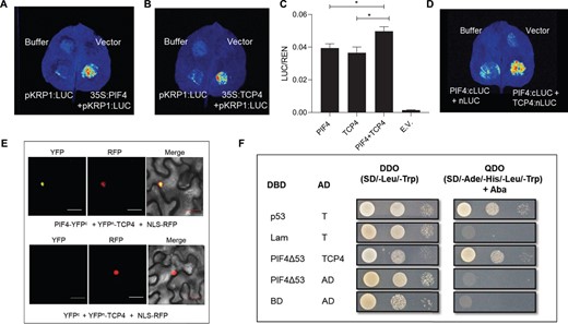 PIF4 interacts with TCP4 and regulates KRP1 expression. A and B, Luciferase transactivation assay showing binding of PIF4 (A) and TCP4 (B) to the KRP1 promoter in N. benthamiana leaves. C, Dual-luciferase assay in N. benthamiana leaves co-infiltrated with different transcription factors. LUC/REN ratio represents the relative activity of the KRP1 promoter, where REN was used as an internal control. Values represent mean ± se (n = 5) E.V., empty vector. Stars indicate Student’s t test P < 0.05. D, Split Luciferase assay showing protein–protein interaction between PIF4 (cloned with cLUC) and TCP4 (cloned with nLUC). E, BiFC assays in N. benthamiana showing an interaction between PIF4 and TCP4. NLS-RFP is used as a nuclear marker. Scale = 30 µm. F, Yeast two-hybrid assays showing an interaction between PIF4Δ53 and TCP4. The DBD was fused to truncated PIF4 named as PIF4Δ53, and the activation domain was fused to TCP4.