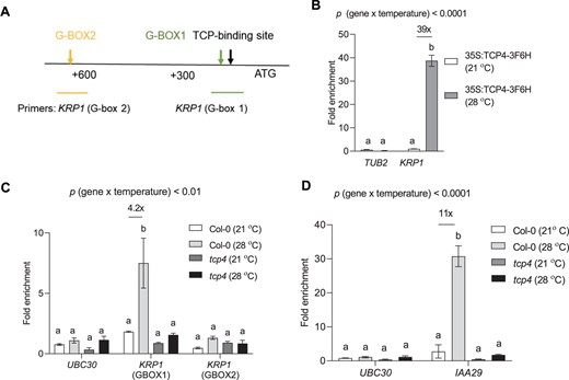 PIF4 regulates KRP1 in a TCP4-dependent manner. A, Schematic diagram of KRP1 promoter with ATG start site showing the presence of TCP4 binding site and putative G-boxes. B, ChIP assay showing enrichment of TCP-binding element in the promoter of KRP1 region in 35S:TCP4-3F6H line using anti-FLAG antibody under control and high temperature, P < 0.0001 (temperature), P < 0.0001 (gene). C, ChIP assay showing enrichment of G-box region using the anti-PIF4 antibody in the promoter of KRP1 in Col-0 and tcp4 under control (21°C) and high temperature (28°C) along with negative control UBC30, P < 0.001 (temperature), P < 0.01 (gene). D, Enrichment of G-box region using the anti-PIF4 antibody in the promoter of IAA29 under control and high temperature in Col-0 and tcp4 along with negative control UBC30, P < 0.0001 (temperature), P < 0.0001 (gene). Values represent mean ± se (n = 3–4). The letters indicate significant differences based on two-way ANOVA and Tukey’s test (P < 0.05) with fold change for significant difference between 21°C and 28°C presented above the graphs. The P-value for the interaction (genotype × temperature) is shown at the top of each plot.