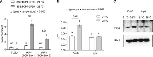 TCP4 regulates PIF4 expression under high temperature. A, ChIP assay showing enrichment of TCP binding sites on the promoter of PIF4 under 21°C and 28°C in 35S:TCP4-3F6H line using anti-FLAG antibody, P < 0.0001 (temperature), P < 0.0001 (gene). B, Quantification of PIF4 transcript level in proliferating leaves of Col-0 and tcp4 under 21°C and 3-h 28°C treatment represented as 2−(dCt). Values represent mean ± se (n = 4), P < 0.0001 (temperature), P < 0.0001 (genotype). The letters indicate significant differences based on two-way ANOVA and Tukey’s test (P < 0.05) with fold change for significant difference between 21°C and 28°C presented above the graphs. The P-value for the interaction (genotype × temperature) is shown at the top of each plot. C, Western blot comparison of PIF4 protein levels in Col-0 and tcp4 background at 21°C and after 4 h of 28°C treatment between Zt1 to Zt5. RbcL was used as the loading control.