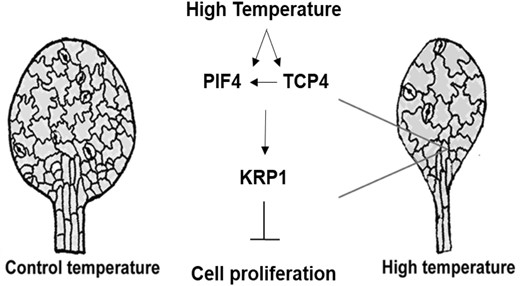 A schematic diagram representing high-temperature-mediated suppression of leaf size. Warm temperature positively regulates expression of PIF4 and TCP4 and accumulation of PIF4 in leaf cells. High temperature further promotes binding of PIF4 and TCP4 to the promoter of cell cycle inhibitor KRP1 to induce KRP1 expression, which in turn suppresses cell proliferation and thus leaf size. Our results show that TCP4 is required for transcriptional induction of PIF4 expression (left facing arrow) that subsequently affects accumulation of PIF4 protein and thus its enrichment on KRP1 promoter under warm temperature. The physical interaction between TCP4 and PIF4 may further add to their co-regulatory role for induction of KRP1 expression under high temperature.