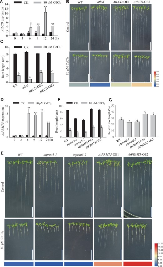 Phenotypic analysis of different plant materials exposed to Cd2+ stress. A, RT-qPCR analysis of AtLCD in WT with (gray column) or without (black column) Cd2+ stress. RNA was extracted from 10-day-old plants exposed to 80 μM CdCl2 for 0, 3, 6, 9, 12, and 24 h. AtACT2 was used as the internal control. Error bars represent SEs, n = 3. B and C, Analysis of the Cd2+ tolerance of WT, atlcd, AtLCD-OE1, and AtLCD-OE2 seedlings grown on 1/2 MS medium. B, Phenotype of seedlings at 14 days without (top panels) and with (bottom panels) the 80 μM CdCl2 treatment; scale bar, 2 cm. C, Root lengths of seedlings at 14 days. Error bars represent SEs, n ≥ 10. The heat map displays AtLCD expression in WT, atlcd, AtLCD-OE1, and AtLCD-OE2 seedlings, and is based on the RT-qPCR data shown in Supplemental Figures S1 and S2. D, RT-qPCR analysis of the AtPRMT5 gene in WT with (gray column) or without (black column) Cd2+ stress. Error bars represent SEs, n = 3. E and F, Analysis of the Cd2+ tolerance of WT, atprmt5-1, atprmt5-2, AtPRMT5-OE1, and AtPRMT5-OE2 seedlings grown on 1/2 MS medium. E, Phenotypes of seedlings grown on medium without (top panels) or with (bottom panels) 80 μM CdCl2 for 14 days. The heat map displays the AtPRMT5 expression in WT, atprmt5-1, atprmt5-2, AtPRMT5-OE1, and AtPRMT5-OE2 seedlings based on the RT-qPCR data shown in Supplemental Figures S1 and S2. Scale bar, 2 cm. F, Root lengths of seedlings at 14 days. Error bars represent SEs, n ≥ 10. G, Root lengths relative to controls of seedlings grown on 1/2 MS medium for 14 days. Error bars represent SEs, n = 3. All the data are means ± se. Experiments were performed three times with similar results. Different letters indicate significant differences (one-way ANOVA test, P < 0.05). * and ** represent significant difference (P < 0.05) and extremely significant difference (P < 0.01), respectively.