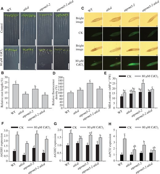 AtLCD acts downstream of AtPRMT5 after exposure to Cd2+. A and B, An analysis of the Cd2+ tolerance of WT, atlcd, atprmt5-2, and atprmt5-2 atlcd seedlings. A, Phenotypes of seedlings grown on 1/2 MS medium with (bottom panels) or without (top panels) 80 μM CdCl2 for 14 days. Scale bar, 2 cm. B, Root lengths relative to controls of 14-day-old seedlings. Error bars represent SEs, n = 3. C and D, Roots of WT, atlcd, atprmt5-2, and atprmt5-2 atlcd plants grown on 1/2 MS medium assessed using Leadamium Green AM dye. Roots from 10-day-old seedlings were transferred to 1/2 MS medium with (bottom panels) or without (top panels) 80 μM CdCl2 for 5 days, and they were then loaded with Leadamium Green AM dye for 90 min. The images were taken at 10× magnification. Scale bar, 100 μm. Green fluorescence signals indicated that Cd2+ and the dye bound. The fluorescence density was analyzed using ImageJ2x software. E, An analysis of the MDA content. The MDA contents were determined at 5 days after 10-day-old seedlings were transferred to the medium supplemented with 80 μM CdCl2. F–H, Expression analysis of Cd2+ stress-related genes in WT, atlcd, atprmt5-2, and atprmt5-2 atlcd plants. The template RNA was isolated from 10-day-old seedlings treated with 80 μM CdCl2 for 12 h. AtACT2 was used as the internal control. All the data are means ± se (n = 3). Experiments were performed three times with similar results. Different letters indicate significant differences (one-way ANOVA test, P < 0.05).