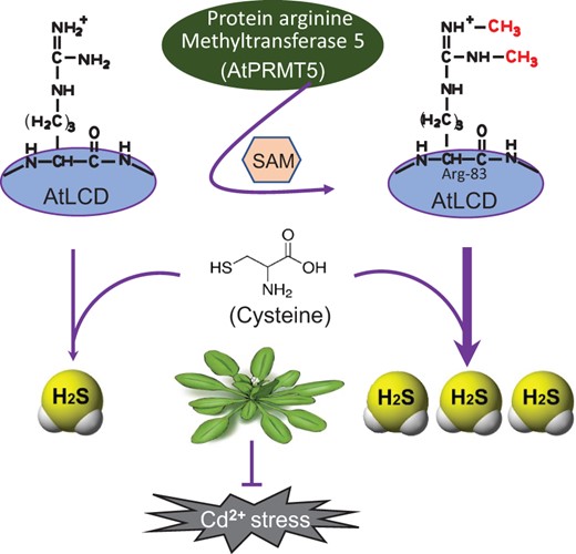 A model of AtPRMT5 regulation of AtLCD activity that results in H2S production after exposure to Cd2+ in Arabidopsis. AtPRMT5-mediated methylation of AtLCD at Arg-83 increases the AtLCD activity and H2S production, which strengthens Cd2+ tolerance.