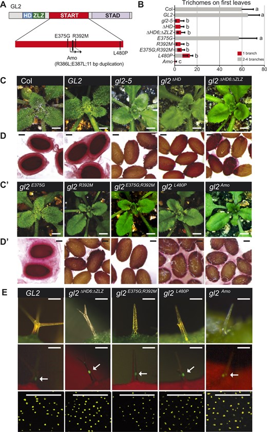 START domain missense mutants exhibit loss-of-function phenotypes despite nuclear localization of the corresponding EYFP-tagged proteins. A, Schematic showing the functional domains of GL2. Positions of mutations within the START domain are indicated (see Supplemental Figure S1B). B, Total number and branching pattern of trichomes on the first leaves. Gray bars indicate normal trichomes in plants expressing Col wild-type, and EYFP-tagged GL2 and gl2E375G. Mutant gl2-5 plants and those expressing EYFP-tagged gl2ΔHD, gl2ΔHD6;ΔZLZ, gl2R392M, gl2E375G;R392M, gl2L480P, and gl2Amo exhibit unbranched trichomes (red bars). Values are mean ± sd for n = 20 plants. Letters denote significant differences from one-way ANOVA P < 0.05) using Tukey’s multiple comparisons test. C and C′, Wild-type Col, EYFP:GL2, and EYFP:gl2E375G expressing rosettes display trichomes covering leaf surfaces. In contrast, gl2-5 mutants as well as the EYFP-tagged HD mutants (gl2ΔHD, gl2ΔHD6;ΔZLZ) and START domain mutants (gl2R392M, gl2E375G;R392M, gl2L480P, and gl2Amo) exhibit trichome differentiation defects. Bar = 1 mm. D and D′, Ruthenium red staining of seeds to assay mucilage production. Wild-type Col, EYFP:GL2, and EYFP:gl2E375G seeds display a normal mucilage layer, while gl2-5 mutants as well as the EYFP-tagged HD mutants (gl2ΔHD, gl2ΔHD6;ΔZLZ) and START mutants (gl2R392M, gl2E375G;R392M, gl2L480P, and gl2Amo) exhibit defective mucilage production. Bar = 100 μm. E, Nuclear localization of EYFP-tagged GL2 and mutant gl2 TFs. Top: Imaging of leaf trichomes under white light (green, chlorophyll). Bar = 100 μm. Middle panel: Matching fluorescence images (red, chlorophyll) indicate nuclear localization of EYFP-tagged proteins in trichomes. Arrows mark the brightest nuclear signal in each image. Bar = 100 μm. Bottom: Confocal laser scanning microscopy of developing seeds reveals nuclear expression of EYFP-tagged GL2 and mutant proteins in seed coat cells. Bar = 50 μm.