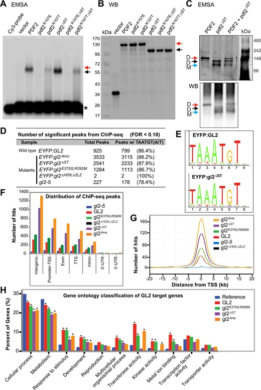 HD is required for DNA-binding activity of PDF2 and GL2, while START domain is dispensable for DNA binding. A, HD is required for in vitro DNA binding of PDF2 and pdf2ΔST proteins. EMSA reveal band shifts for Halo:PDF2 (red arrow) and Halo:pdf2ΔST(black arrow), but not for proteins harboring HD mutation K107E. The K107T mutation results in partial DNA–protein complex formation indicated by a mixed population of bound and smeared molecules. Migration of the Cy3 probe containing the L1-box TAAATGTA is indicated (asterisk). Representative experiment from three independent experiments. B, Western blot with anti-Halo Ab detects Halo-tagged proteins assayed for DNA binding in (A), representative of three independent experiments. C, The pdf2ΔST protein binds DNA as a monomer. EMSA coupled with polyacrylamide gel electrophoresis reveals that Halo:PDF2 binds the Cy3-labeled L1-box probe as a dimer (∼230 kDa) (red arrow) while Halo:pdf2ΔST binds DNA as a monomer (∼90 kDa) (blue arrow) and weakly as a dimer (∼180 kDa) (black arrow). Western blot (WB) (bottom) of the polyacrylamide gel with anti-Halo Ab detected Halo-tagged PDF2, and pdf2ΔST at the expected migration positions matching that of the EMSA (top). Representative blot of two replicates. See Supplemental Figure S4. D–H, Chip-seq data reveals that wild-type GL2 and mutants with compromised START domain function (gl2ΔST, gl2Amo, and gl2E375G;R392M) are proficient in DNA binding in vivo. In contrast, DNA binding was abolished in the gl2ΔHD6;ΔZLZ mutant. D, Number of significant peaks (false discovery rate, FDR < 0.1) from ChIP-seq data indicate that START domain mutants, but not the HD-ZLZ mutant, bind DNA target sites in vivo. Second column shows number and percentage of Chip-seq peaks containing one or more binding motifs with at least 80% sequence identity to DNA sequence TAAATGT(A/T). E, Sequence logo representing the information content of the GL2 consensus DNA-binding motif identified in 86.4% of the wild-type GL2 and 87.9% of the mutant gl2ΔST ChIP-seq peak regions, respectively (see Supplemental Figure S5A). F, Genomic distribution of ChIP-seq binding events for wild-type GL2 and mutant versions are indicated (FDR < 0.1). TTS, transcription termination site; UTR, untranslated region (see Supplemental Table S2). G, ChIP-Seq hit distribution from gene TSS. The distribution of significant ChIP-seq peaks (FDR < 0.1) upstream and downstream from the TSS is shown for wild-type GL2 and mutants (see Supplemental Figure S5B). H, Functional classification of target genes from ChIP-seq data indicate over-represented GO terms from target genes whose promoters were bound by wild-type GL2 and mutants gl2ΔST, gl2Amo, and gl2E375G;R392M. Genes were classified based on molecular function and biological process, and a given gene may be represented in more than one category. Enrichment analysis was performed using AgriGO (Du et al., 2010). Asterisks indicate significant differences from the Arabidopsis genome reference (blue) (Fisher’s exact test, P < 0.01).