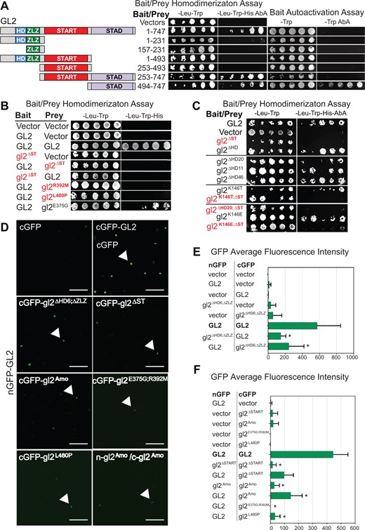 START domain is required for homodimerization of GL2. A, Schematic representation of full-length GL2 and segments for Y2H assays (left). GL2 homodimerization of full-length protein (1–747) and START–STAD fragment (253–747) was observed (middle). The STAD fragment exhibits bait autoactivation (right). Homodimerization was assayed on –Leu–Trp–His Aureobasidin A (AbA) while bait autoactivation was assayed on –Trp AbA media. See Supplemental Figure S7A. B, Deletion or missense mutations in the START domain disrupt homodimer formation in Y2H assays. GL2, gl2ΔST, and the indicated missense mutants were cloned into bait and prey vectors, co-expressed in yeast strain Y2HGold and assayed on the indicated growth media. Empty prey and bait vectors served as negative controls. C, Y2H assays show that bait and prey fusion proteins interact to homodimerize only when START domain is present. Homodimerization was assayed on selective media as in (A). HD mutants were proficient in homodimerization. START domain deletion resulted in loss of homodimerization in absence or presence of HD mutations (red). Wild-type GL2 bait and prey served as positive controls while empty bait and prey vectors represent negative controls (see Supplemental Figures S6, C–E and S7B). D–F, BiFC assays indicate homodimerization of wild-type GL2 but not HD-ZLZ mutant nor START domain mutants. D, Nicotiana benthamiana leaf abaxial epidermal cells were transiently transformed with the indicated constructs and silencing suppressor p19. Interaction of full-length GL2 tagged with split GFP at the N-terminus (nGFP-GL2) with vector with the split GFP at C-terminus (cGFP), full-length GL2 and various gl2 mutants. Detection of gl2Amo self-interaction is also shown. Nuclear expression is indicated by arrows. Scale bar = 50 µm (see Supplemental Figure S8). E and F, Quantitative analysis of BiFC assays in (D). Mean pixel intensities from 10 images are shown. Error bars indicate standard deviations for two independent transformants in two trials. Asterisks indicate statistically significant differences (*P < 0.0001 by t test).