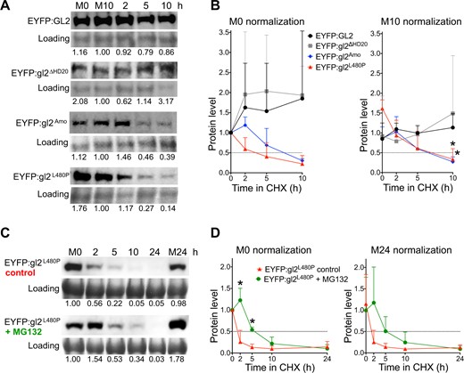 Cycloheximide experiments reveal that the START domain, but not HD, is critical for protein stability of GL2. A and B, HD mutant gl2ΔHD20 behaves similarly to wild-type GL2, whereas START domain mutants gl2Amo and gl2L480P exhibit decreases in protein half-life. C and D, Treatment with MG132 results in increased protein stability of START domain mutant gl2L480P. A and C, Levels of EYFP-tagged proteins were monitored by Western blotting. Immunodetection with anti-GFP Ab was followed by Coomassie blue staining for loading controls. Mock treatments with DMSO at 0 (M0) and 10 (M10) or 24 (M24) h are indicated. Blots for each genotype are representative of three independent experiments. A, Five-day-old seedlings expressing wild-type GL2 or mutant gl2 proteins were treated with cycloheximide (400 μM) for a 10-h time course. Values were normalized to loading controls and M10 (see Supplemental Figures S9 and S10). B, Five-day-old seedlings expressing EYFP-tagged gl2L480P were treated simultaneously with cycloheximide (400 μM) and DMSO (control) or proteasome inhibitor MG132 (50 μM) for a 24 h time course. Values were normalized to loading controls and M0. B and D, Protein quantification is shown for three experiments including that depicted in (A) and (C), respectively. Values were normalized to M0 (left) or M10 (or M24) (right) controls. Protein half-life (0.5) is indicated by intersection with dotted lines. Error bars indicate sd for means from three experiments. Two-tailed t test with unequal variance: *P ≤ 0.05.