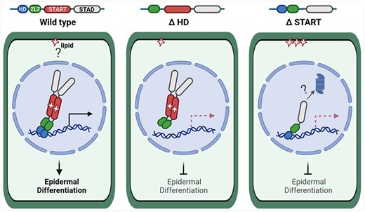 Model of HD and START domain roles in HD-Zip IV TFs. Wild-type HD-Zip IV TFs, as exemplified by GL2 (left), bind a lipid ligand that is possibly retrieved from a membrane compartment. The protein dimerizes and binds to DNA elements in the promoters of target genes, resulting in activation of transcription or repression of gene expression. For simplicity, only activation of gene expression is shown (horizontal arrow). Downstream target genes orchestrate cell differentiation of the plant epidermis. Deletion or mutation of the HD (K146E in GL2) (middle) abolish DNA binding of the TF, but dimerization and nuclear localization remain intact. Although the protein is found in the nucleus, epidermal defects in the corresponding mutants indicate that it is nonfunctional. Deletion of or missense mutations in the START domain (right) result in nonfunctional protein that is compromised in lipid binding. Nonetheless, the mutant protein is transported to the nucleus and binds DNA elements. Dimerization of the protein is affected, resulting in monomeric protein that is unstable, possibly due to degradation via a proteasome-dependent pathway. This figure was created with BioRender.com.